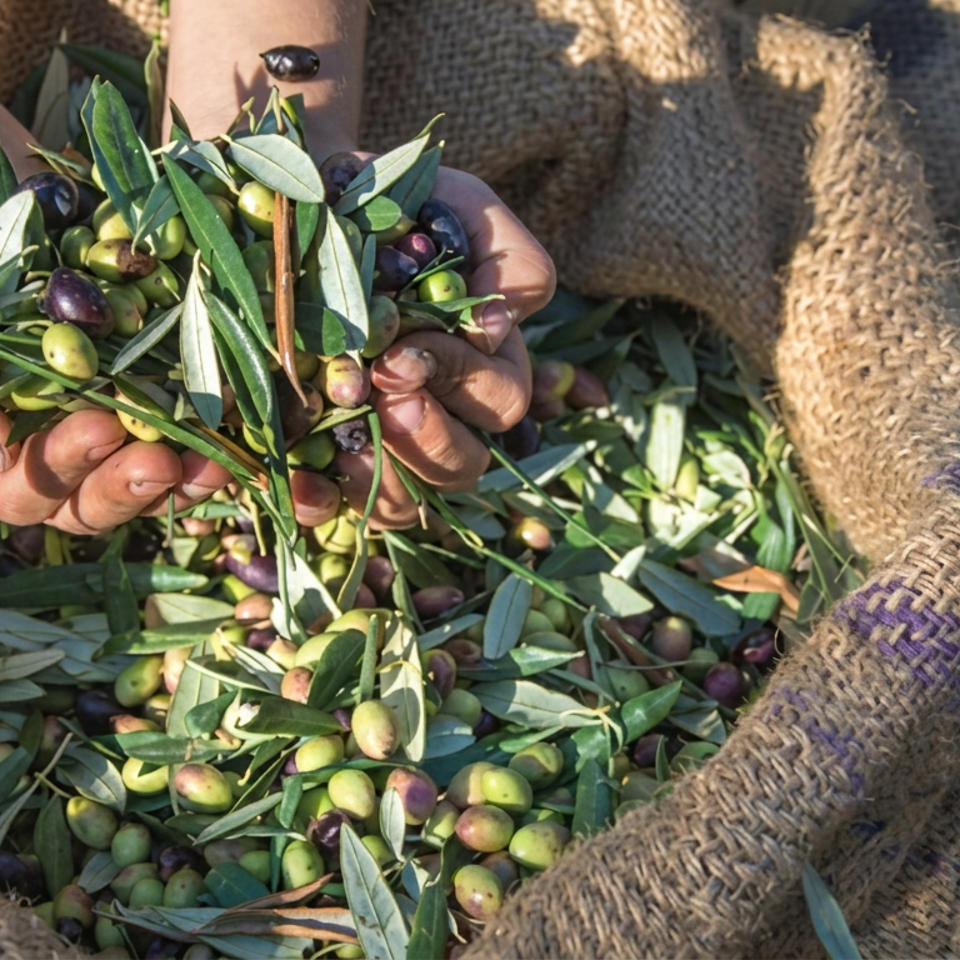 Hands gather freshly harvested green and purple olives with leafy branches in a burlap sack.